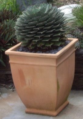 potted agave