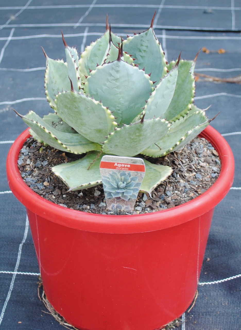 darado