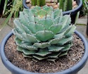 agave icon