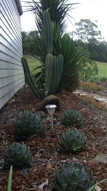 garden agave