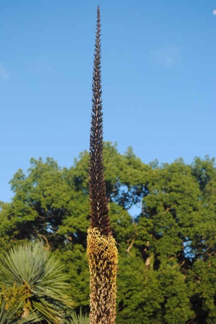 flower2