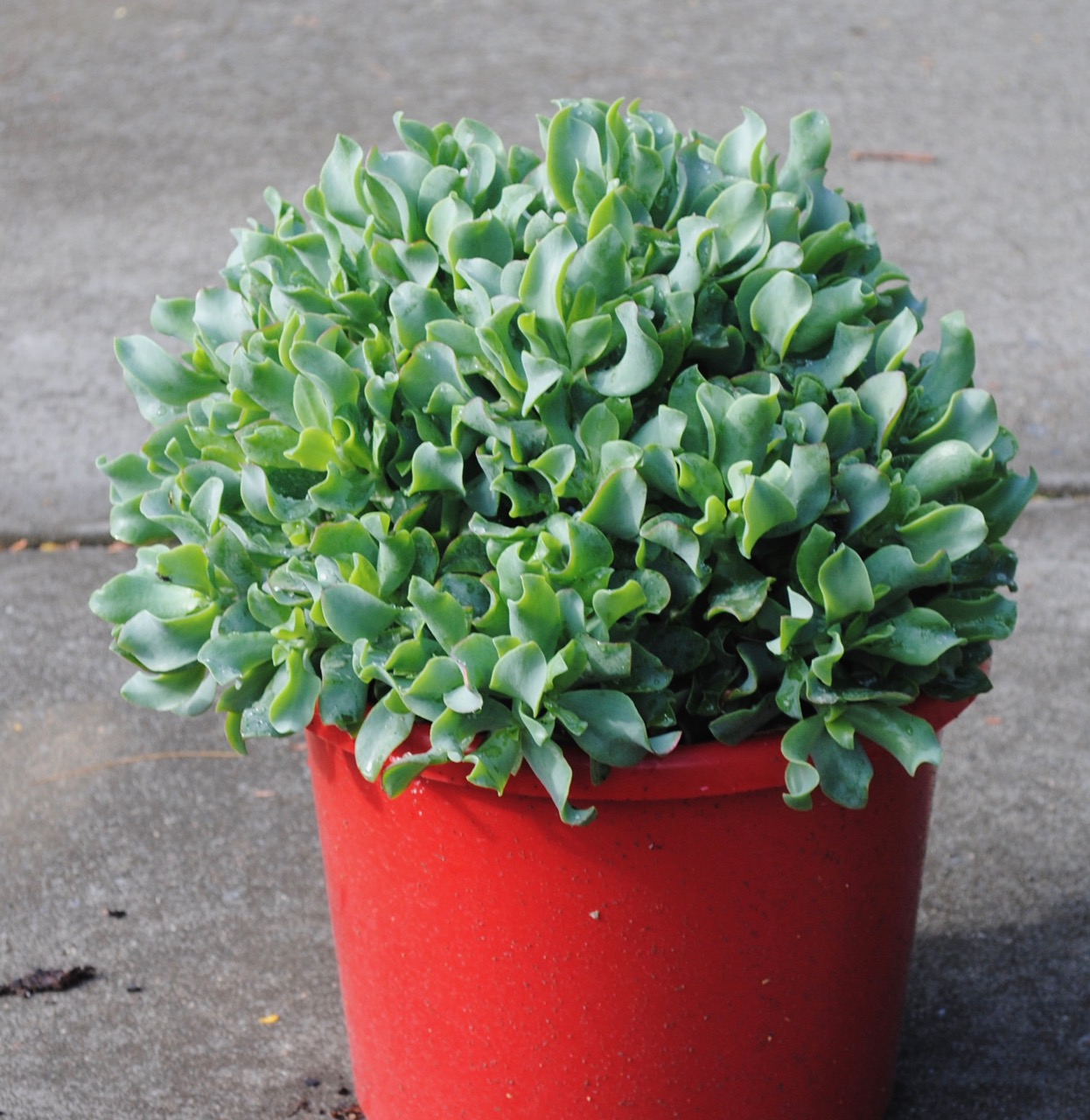 jade