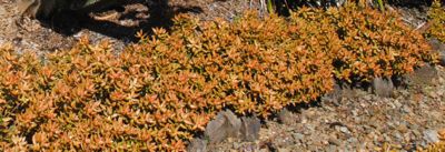 seddum garden