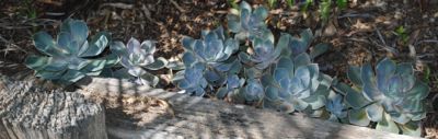 succ garden
